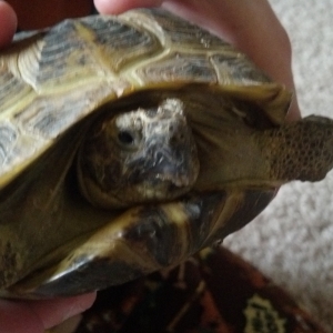 Russian Tortoise