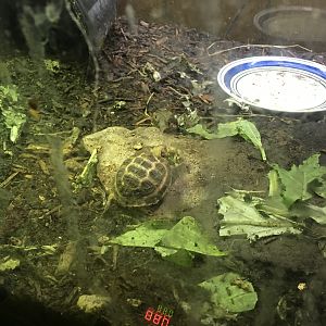 Cheryl's Turtles