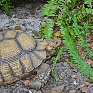 Humphrey--African Spurred Tort