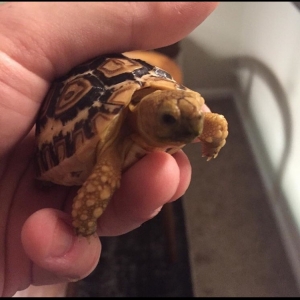 Leopard Tortoise Hatchling