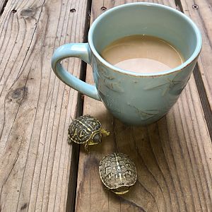 Ornate Box Turtles