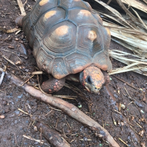 My tortoise ohana