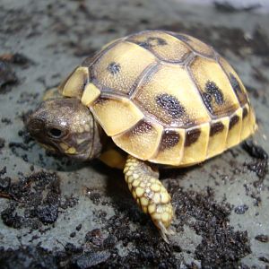 Eastern Hermann's tortoises