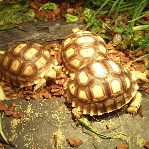 My sulcata tortoises from Juli 2016