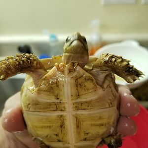 Sulcata for sale