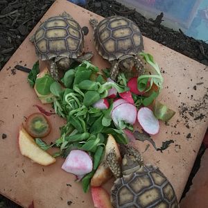 Sulcata babies eating