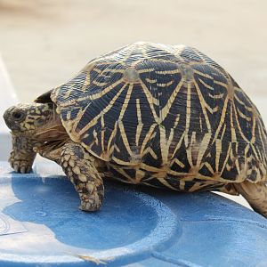 Indian star tortoises in India