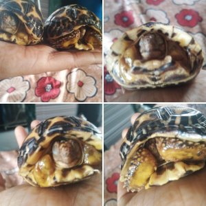 Star tortoise