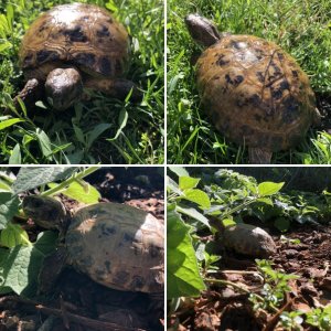 Russian Tortoise boys