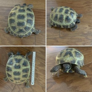 Pokey, Russian Female Tortoise