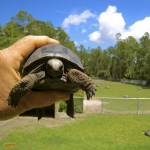 TURBO // ONE YEAR OLD ALDABRA