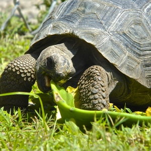 ONE YEAR OLD ALDABRA