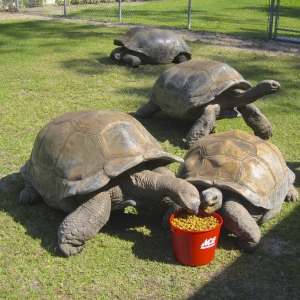 LARGE MALE ALDABRAS