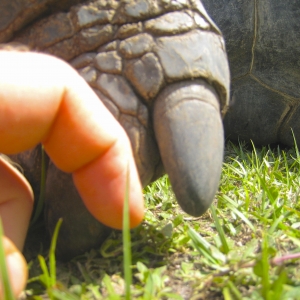 LARGE MALE ALDABRA