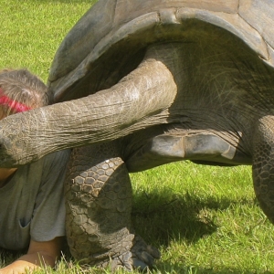 COWBOY // LARGE MALE ALDABRA