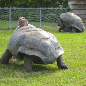 GIANT ALDABRA TORTOISES