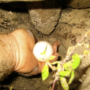 CATCHING ALDABRA EGGS