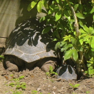 SIX & ONE YEAR OLD ALDABRA