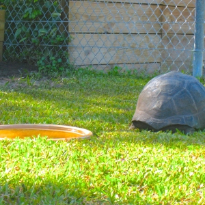 FOUR YEAR OLD ALDABRA