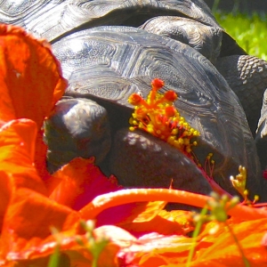 YOUNG ALDABRA