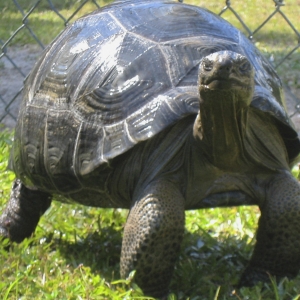 FOUR YEAR OLD ALDABRA