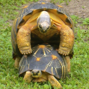 MALE & FEMALE RADIATEDS MATING