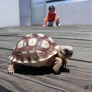 Niño y tortuga