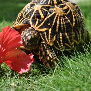 Ben devouring Hibiscus 1