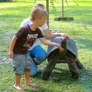 MATURE FEMALE ALDABRA