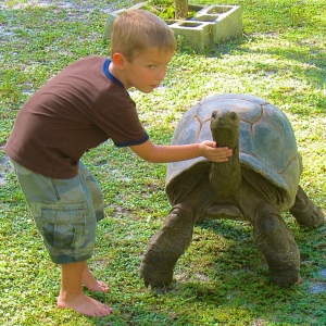 SKY // FRIENDLY FEMALE ALDABRA