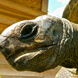 GIANT MALE ALDABRA