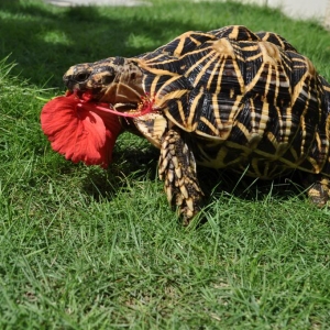 Ben devouring Hibiscus 2