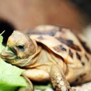 Test Tortoise Image