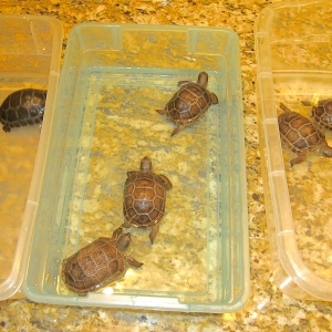 ALDABRA HATCHLINGS // U/10 DAYS OLD