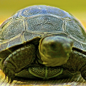 ALDABRA HATCHLING