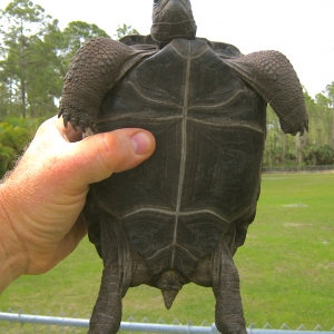 AMSET // TWO YEAR OLD ALDABRA