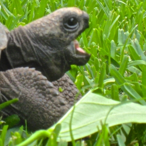 AMSET // YOUNG ALDABRA YAWNING