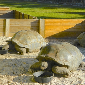 ADULT MALE ALDABRA TORTOISES