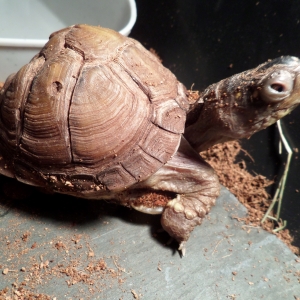 new turtle