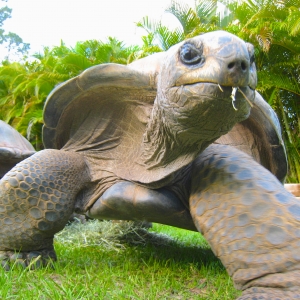 ALFA // MALE ALDABRA