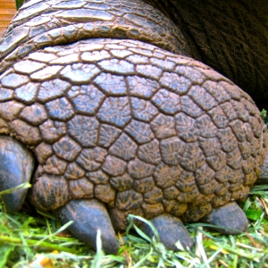 LARGE MALE ALDABRA FOOT