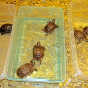 ALDABRA HATCHLINGS SOAKING