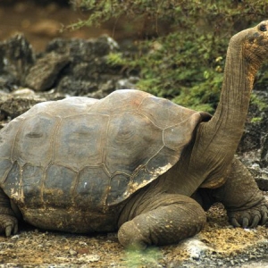 Test Tortoise Image