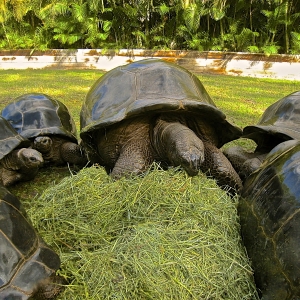 MATURE ALDABRA TORTOISES