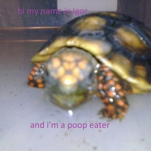 tort shaming