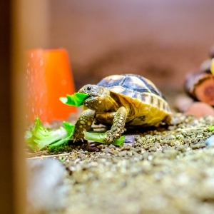 Getting to grips with his food