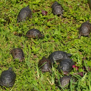 ALDABRA HATCHLINGS // 3"