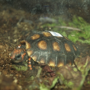 Repticon Costa Mesa 2014