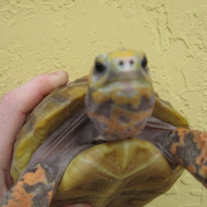 Juvenile Hypo Redfoot