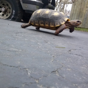 Paco found pavement